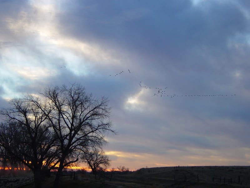 Canada Geese