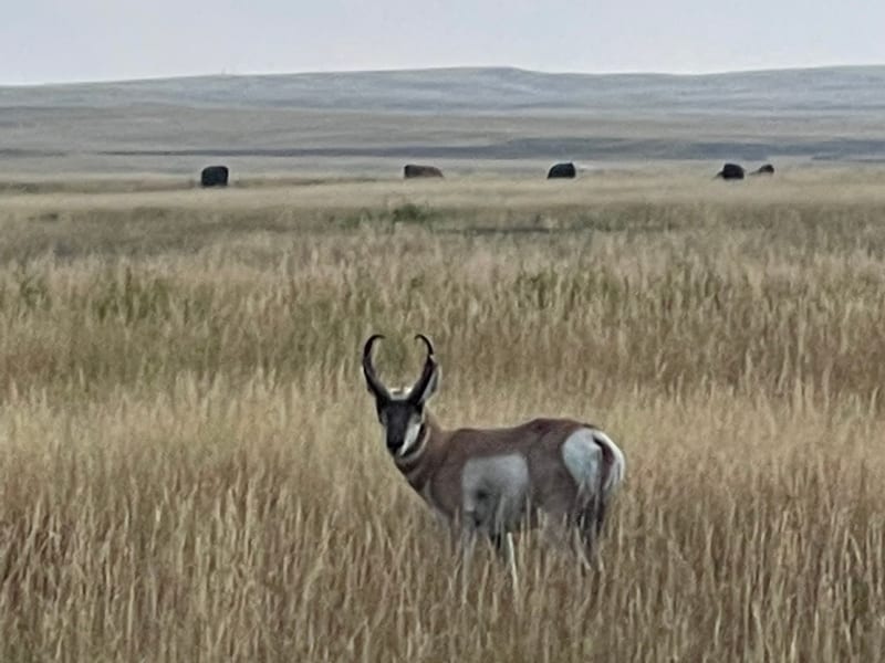 Pronghorn Antelope