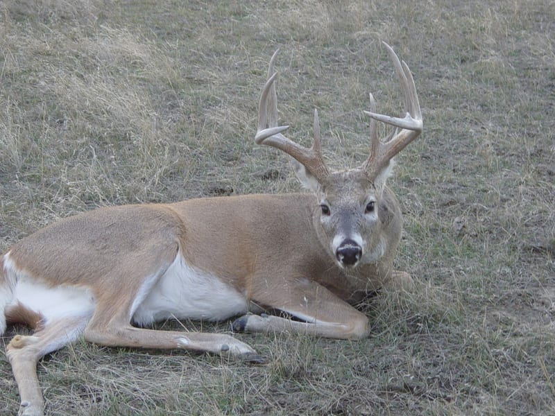 Whitetail Deer